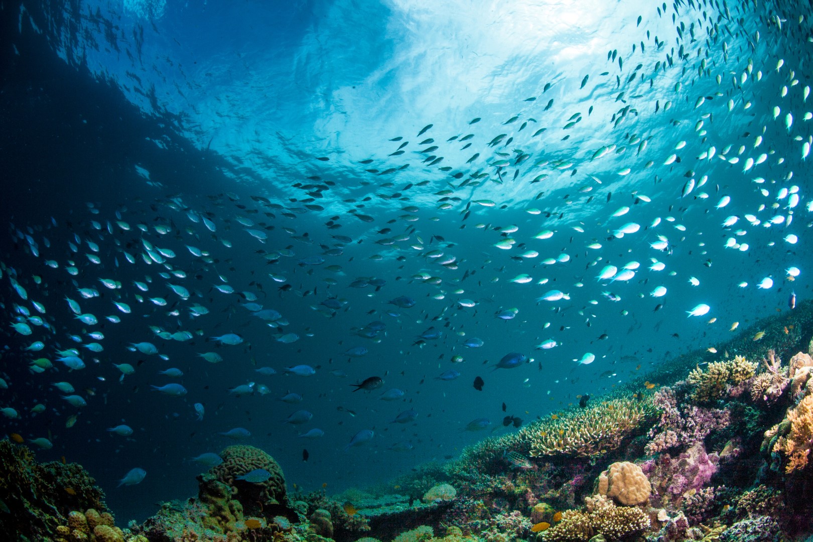 Seminar - Solving the sustainability challenges to achieve desirable ocean futures at the food-climate-biodiversity nexus