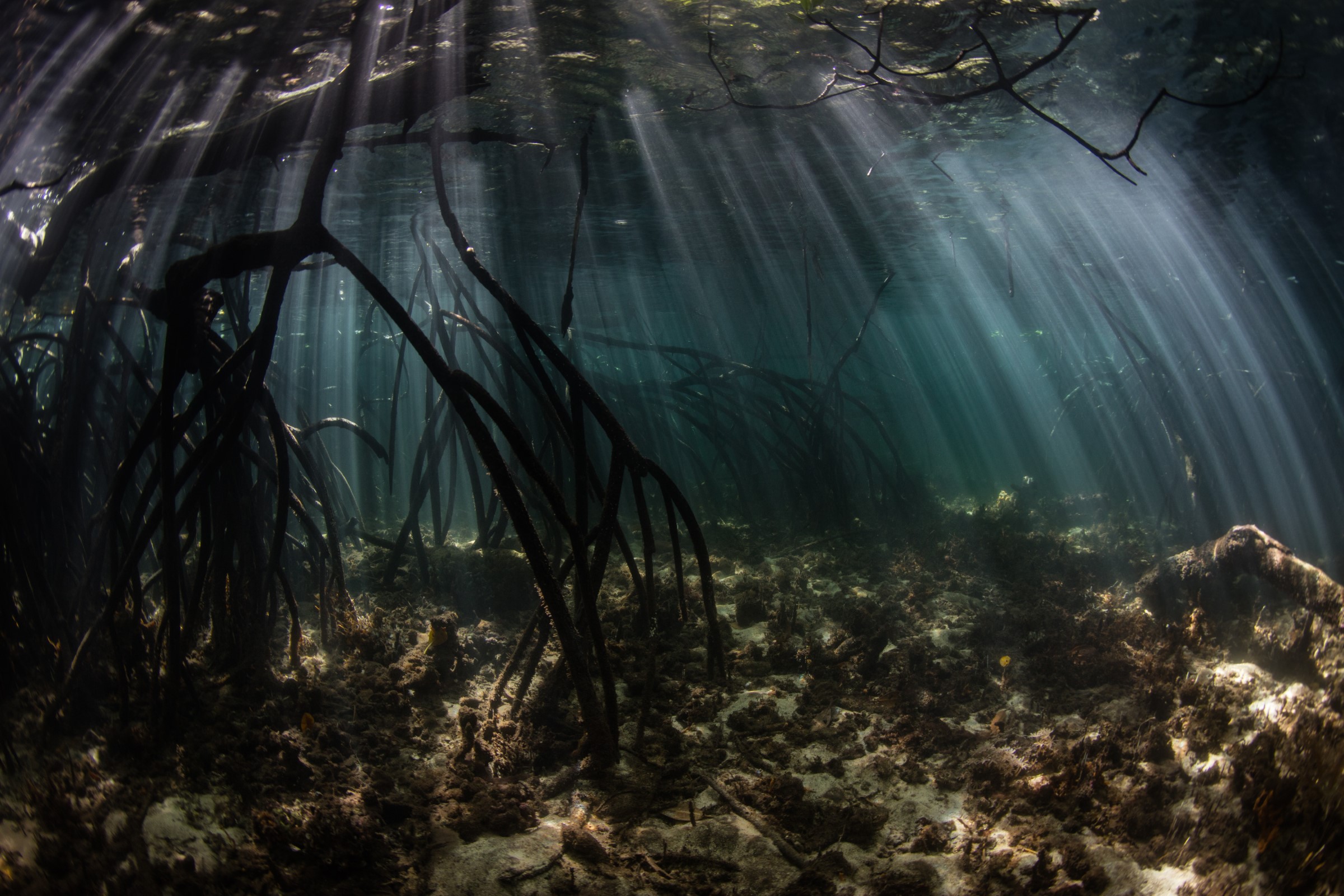 MPAs (Marine Protected Areas) - Are they the solution they appear to be?