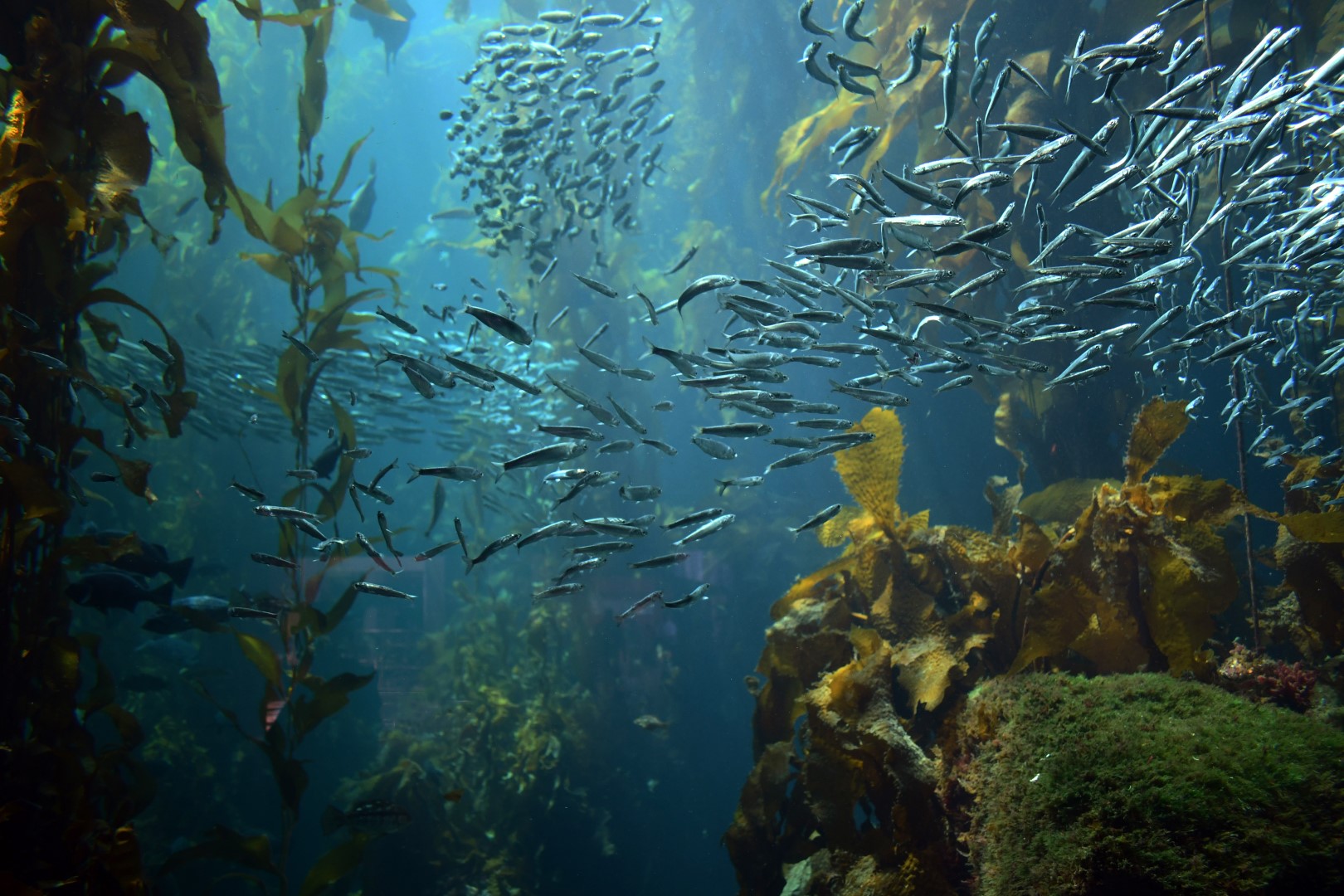 WEBINAR: COP28: Food Climate Biodiversity Nexus in the Ocean
