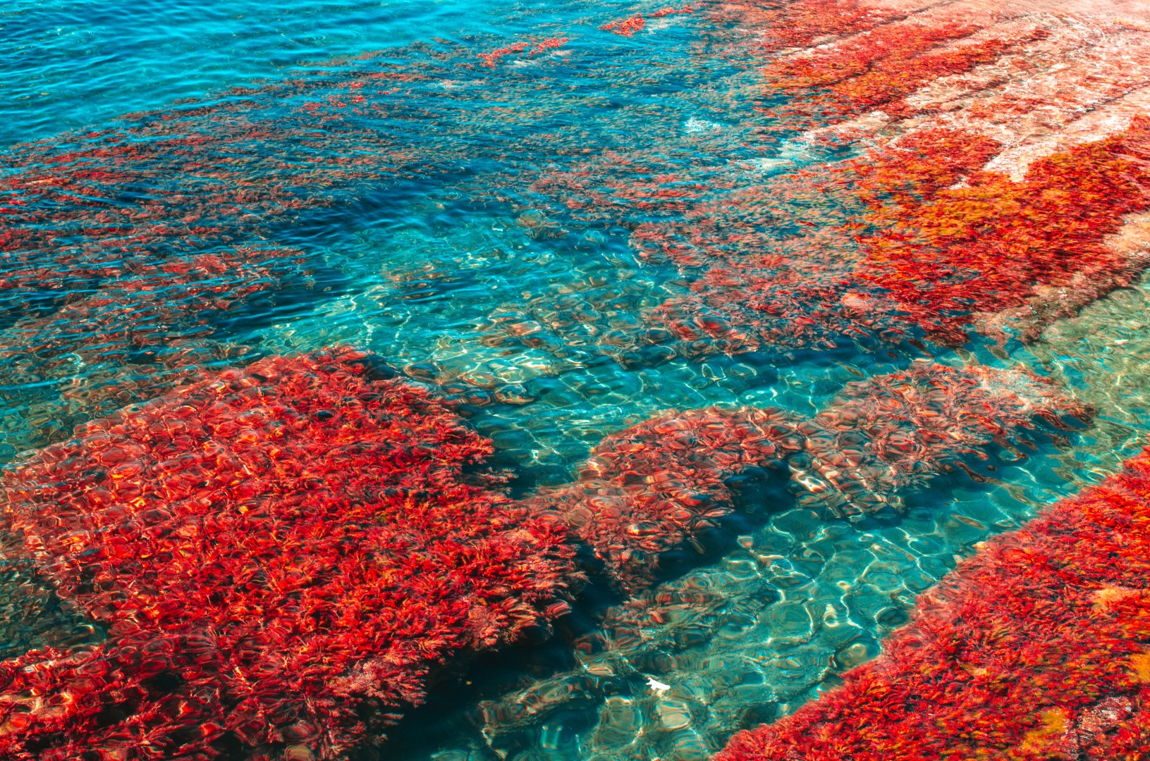 Exploring Global Estimates of Suitable Areas for Marine Algae Farming