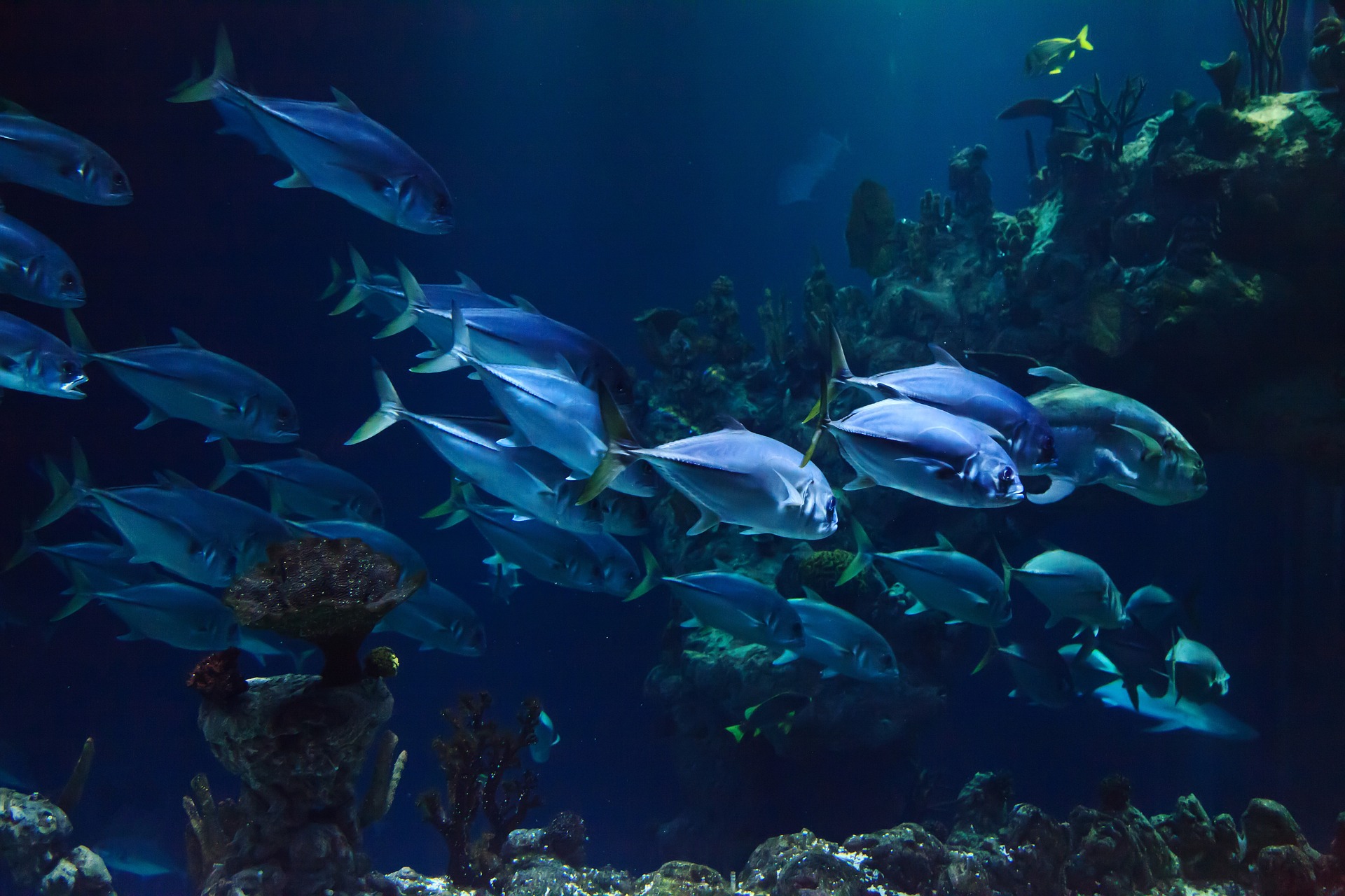 “Who stands to benefit?” To engage in deep-sea mining or not. Not, say international scientists