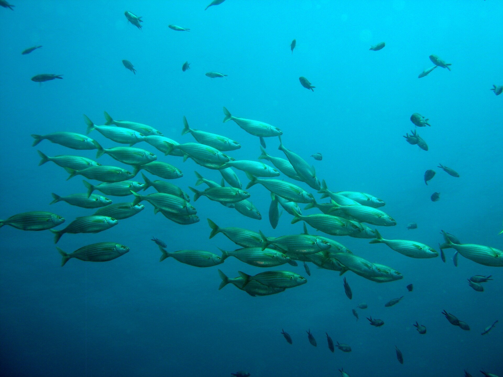School of fish