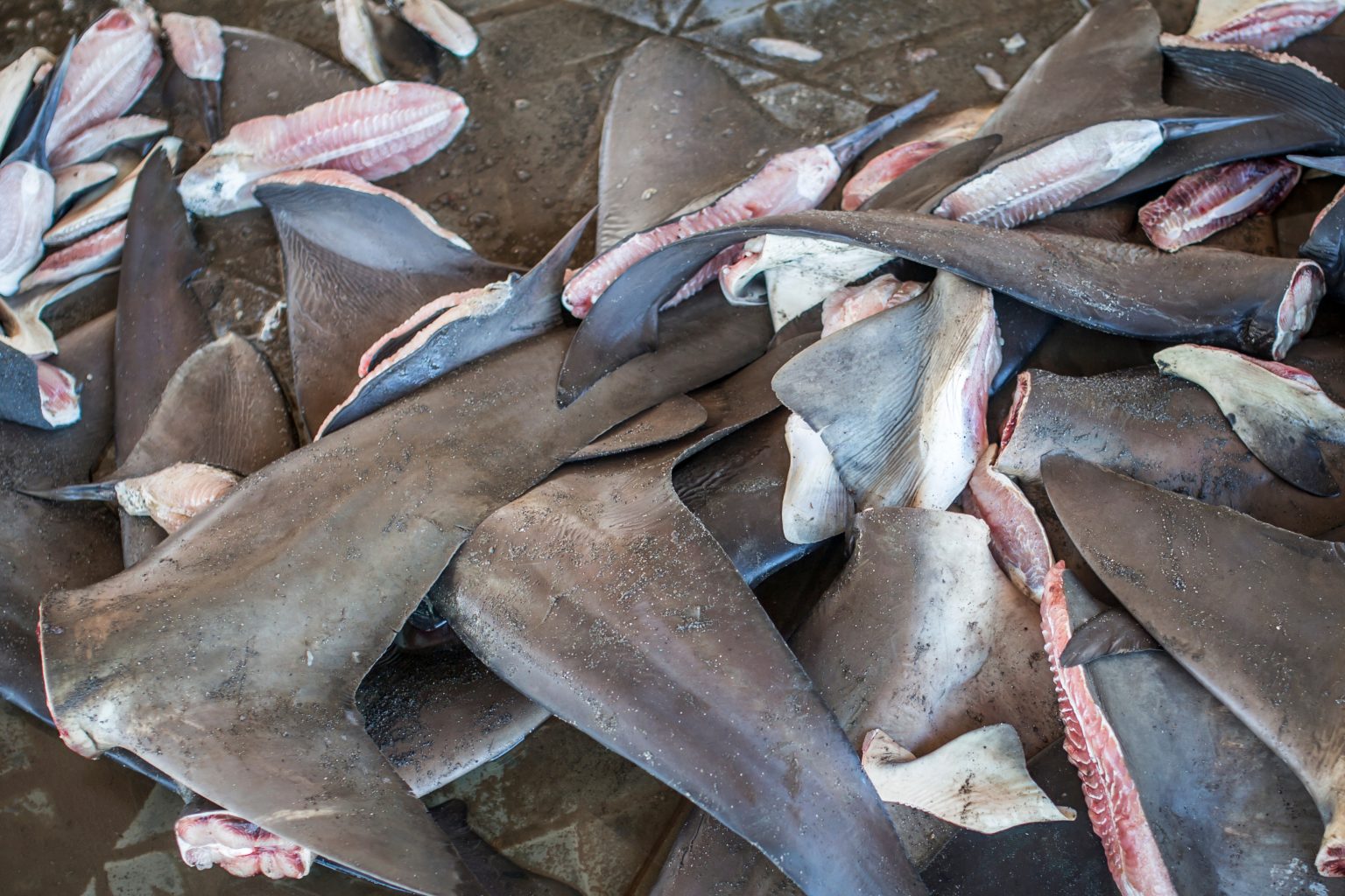 A pile of severed shark fins on a wet market floor