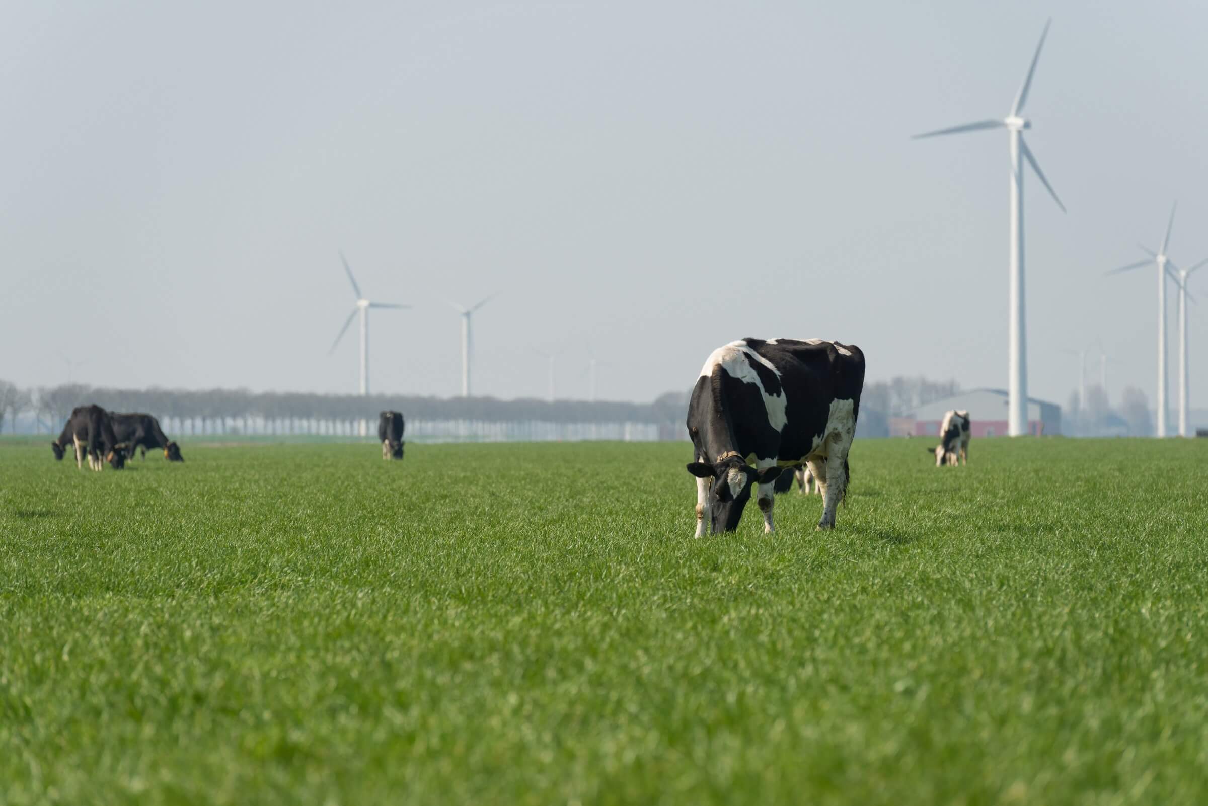 solvingfcb-nature-inclusive-agriculture-netherlands-1